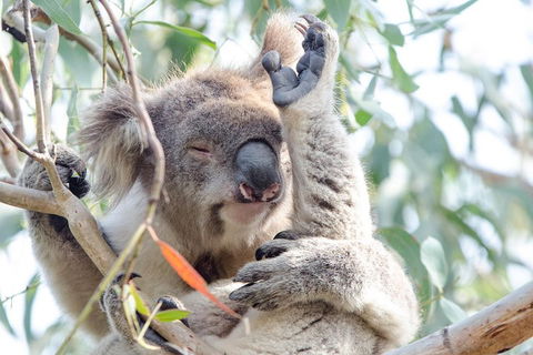 Great Ocean Road Reverse Itinerary With 12 Apostles From Melbourne - Redcliffe Tourism 1