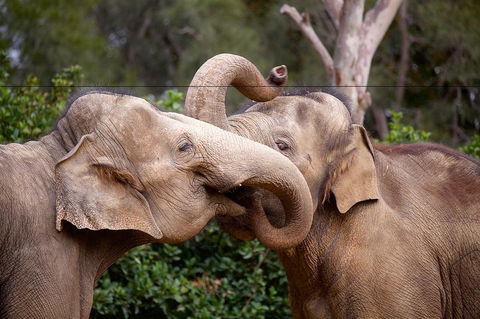 Melbourne Zoo General Entry Ticket - Redcliffe Tourism 0