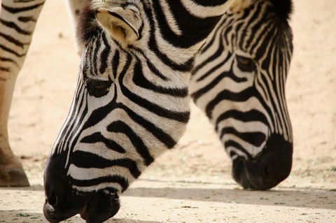 Melbourne Zoo General Entry Ticket - Redcliffe Tourism 1