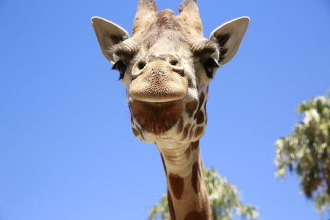 Melbourne Zoo General Entry Ticket - Redcliffe Tourism 2
