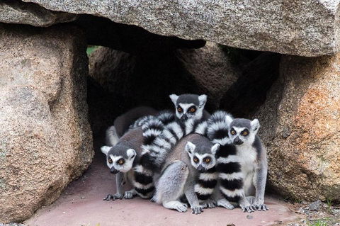 Melbourne Zoo General Entry Ticket - Redcliffe Tourism 4