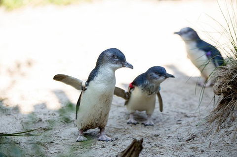 Melbourne Zoo General Entry Ticket - Redcliffe Tourism 5