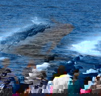 Tangalooma Island Resort Whale Watching Day Cruise - Redcliffe Tourism