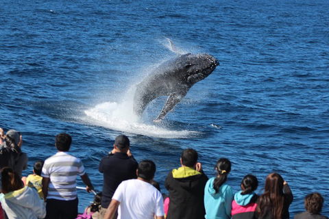 Tangalooma Island Resort Whale Watching Day Cruise - Redcliffe Tourism 0