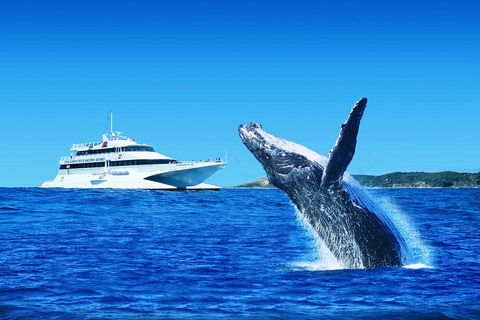 Tangalooma Island Resort Whale Watching Day Cruise - Redcliffe Tourism 1