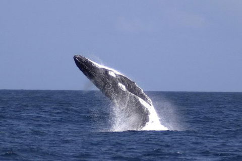 Tangalooma Island Resort Whale Watching Day Cruise - Redcliffe Tourism 4