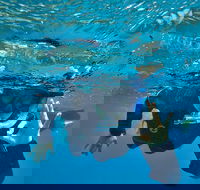 3 Day Whitsundays Sailing and Diving Adventure Kiana - Redcliffe Tourism