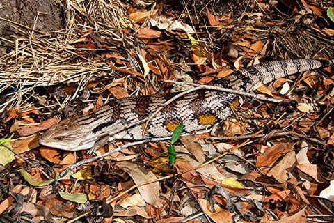 Hartley's Crocodile Adventures General Entry Ticket - Redcliffe Tourism 5