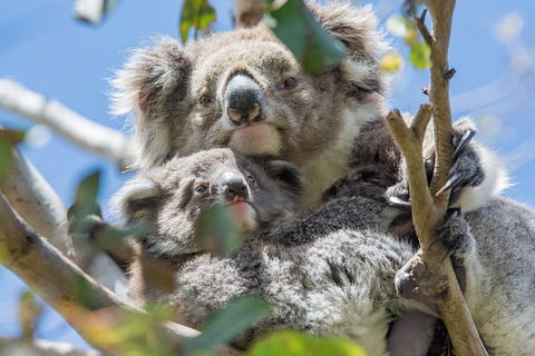 2-Day Great Ocean Road And Grampians Tour Roundtrip From Melbourne - Redcliffe Tourism 2