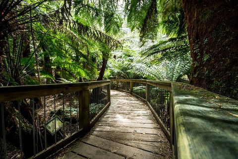 12 Apostles Eco-Friendly Great Ocean Road Iconic Adventure From Melbourne - Redcliffe Tourism 0