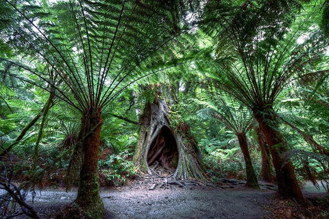 Small-Group Great Ocean Road And 12 Apostles Full-Day Tour From Melbourne - Redcliffe Tourism 4