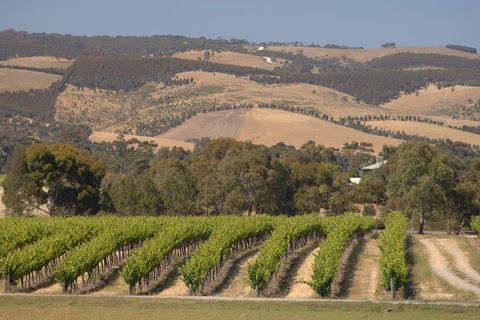 McLaren Vale And Glenelg Wine Tasting And Sightseeing (Half-day Afternoon) - Redcliffe Tourism 2