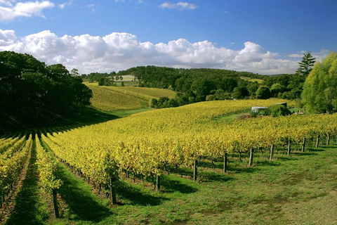 McLaren Vale And Glenelg Wine Tasting And Sightseeing (Half-day Afternoon) - Redcliffe Tourism 4
