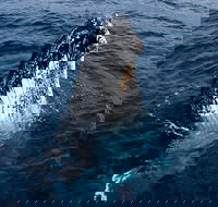 Phillip Island Whale Watching Tour - Redcliffe Tourism