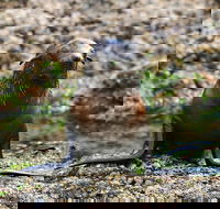 Phillip Island Seal-Watching Cruise - Redcliffe Tourism