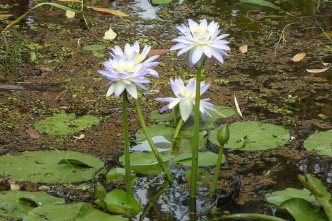 Yellow Water Cruise - Kakadu - Redcliffe Tourism 0