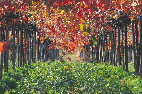 Margaret River Private Tour - Redcliffe Tourism 0