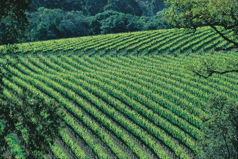 Margaret River Private Tour - Redcliffe Tourism 4