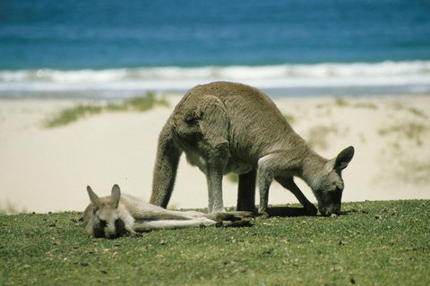 Great Ocean Road Highlights Tour - 2 Days, 1 Night - Redcliffe Tourism 2