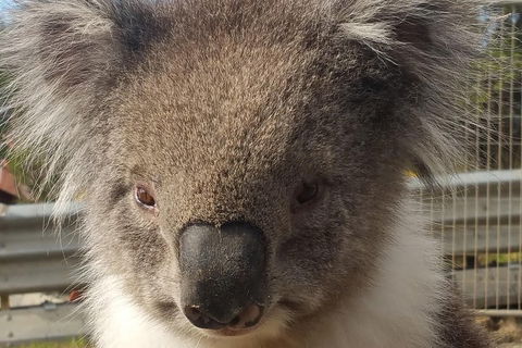 Full-Day Great Ocean Road Tour From Melbourne - Redcliffe Tourism 3