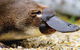 2 Day Great Ocean Road Tour And Platypus Paddle - thumb 3