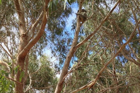 Kangaroo Island 4WD Tour - Best Of KI In 2 Days - Redcliffe Tourism 0