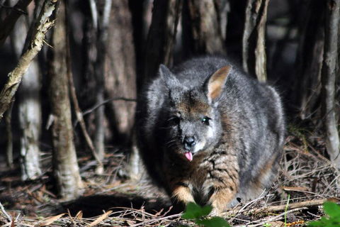 Small-Group Kangaroo Island 4WD Night Tour - Redcliffe Tourism 1