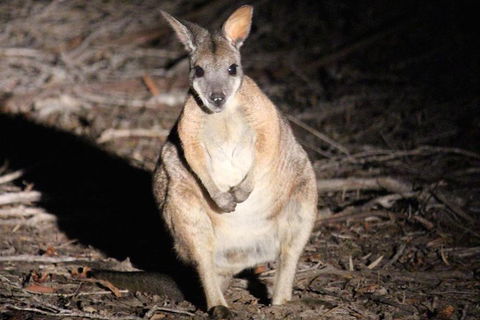 Small-Group Kangaroo Island 4WD Night Tour - Redcliffe Tourism 3