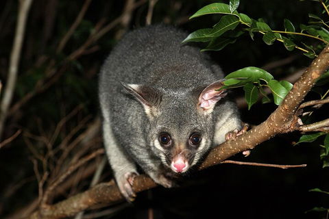 Small-Group Kangaroo Island 4WD Night Tour - Redcliffe Tourism 5