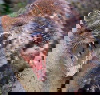 After Dark Tasmanian Devil Feeding Tour at Cradle Mountain - Redcliffe Tourism
