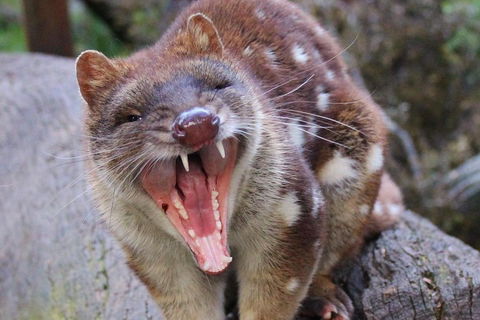 After Dark Tasmanian Devil Feeding Tour At Cradle Mountain - Redcliffe Tourism 0