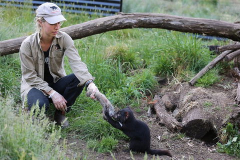 After Dark Tasmanian Devil Feeding Tour At Cradle Mountain - Redcliffe Tourism 1