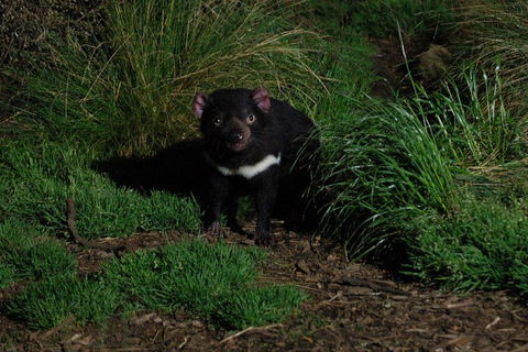 After Dark Tasmanian Devil Feeding Tour At Cradle Mountain - Redcliffe Tourism 4