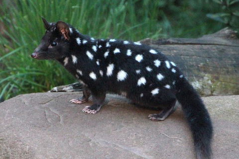 After Dark Tasmanian Devil Feeding Tour At Cradle Mountain - Redcliffe Tourism 5