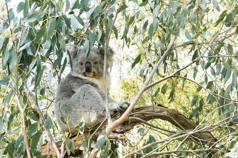 Ultimate Reverse Direction - 12 Apostles, Great Ocean Road - Small Group Tour - Redcliffe Tourism 5