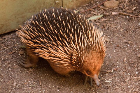 Puffing Billy And Healesville Sanctuary Scenic Tour - Redcliffe Tourism 0