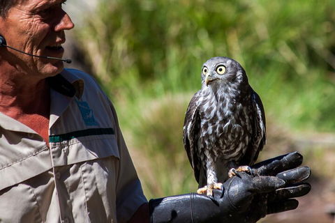 Puffing Billy And Healesville Sanctuary Scenic Tour - Redcliffe Tourism 3