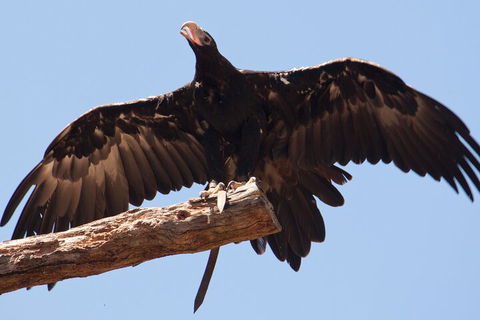 Puffing Billy And Healesville Sanctuary Scenic Tour - Redcliffe Tourism 4