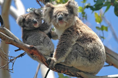 Puffing Billy And Healesville Sanctuary Scenic Tour - Redcliffe Tourism 5