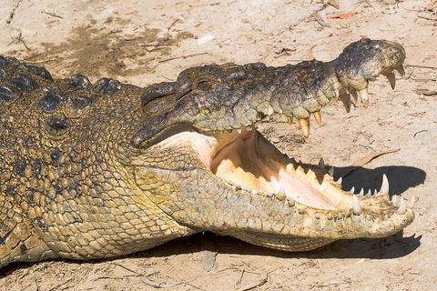 4-Day Cairns Ultimate Combo: Daintree Rainforest, Reef, Kuranda & Paronella Park - Redcliffe Tourism 0