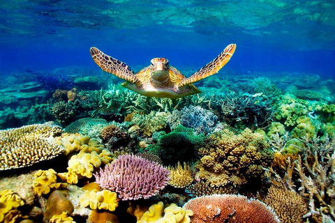4-Day Cairns Ultimate Combo: Daintree Rainforest, Reef, Kuranda & Paronella Park - Redcliffe Tourism 3