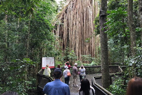 4-Day Cairns Ultimate Combo: Daintree Rainforest, Reef, Kuranda & Paronella Park - Redcliffe Tourism 5