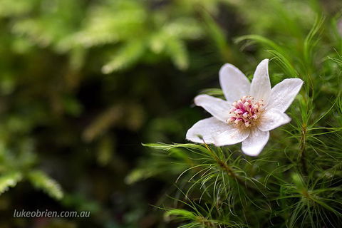 Mt Field And Styx Valley Photography Tour - Redcliffe Tourism 5