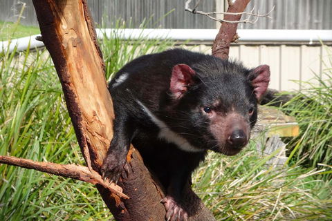 Tasmania 4 Day East Coast + Launceston - Redcliffe Tourism 2