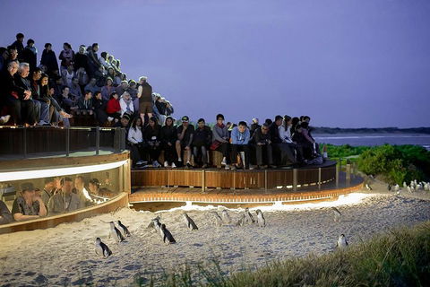 Phillip Island And French Island Wildlife Expedition - Redcliffe Tourism 5