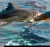 1.5HR Mudjimba Island Wildlife Safari - Redcliffe Tourism