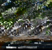 Private Tour Healesville Sanctuary Wildlife  Puffing Billy Steam Train - Redcliffe Tourism