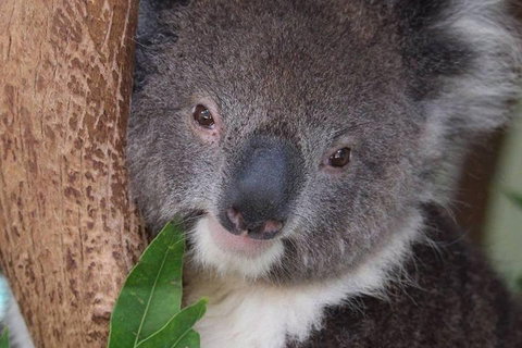 All Inclusive Blue Mountains Small-Group Day Trip From Sydney - Redcliffe Tourism 1