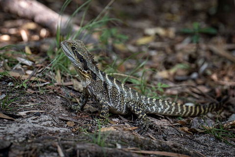 Cape Byron Aboriginal Tour - Redcliffe Tourism 3