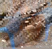 Mt Field National Park Active Day-Trip Including Bonorong and Mt Wellington - Redcliffe Tourism